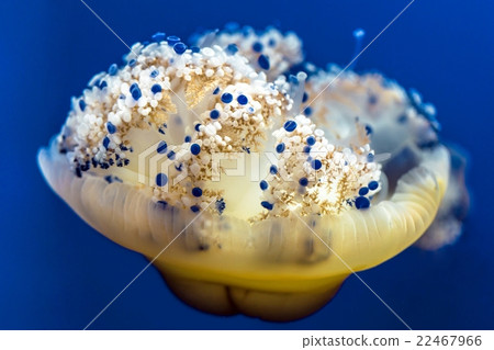 Jellyfish on the aquarium 22467966