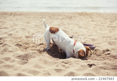 Small Jack Russel puppy dog playing on the beach Small Jack Russel puppy dog playing on the beach 22467983