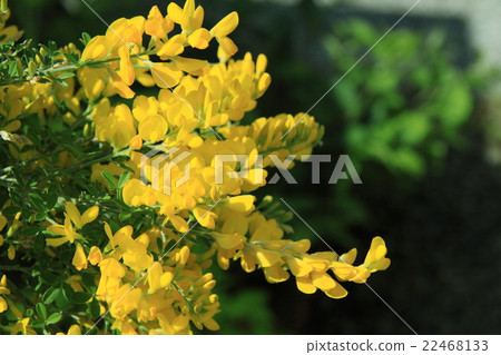 Himeenishida Himeenishida 22468133