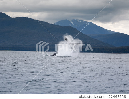 Humpback whale breaching near Juneau, Alaska 22468338
