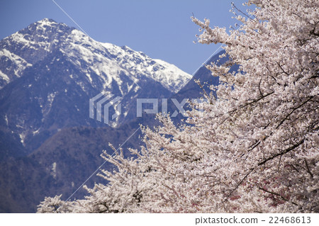 Cherry blossoms and mountains _ Kai Momogatake _ Southern Alps Cherry blossoms and mountains _ Kai Momogatake _ Southern Alps 22468613