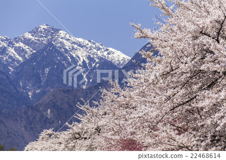Cherry blossoms and mountains _ Kai Momogatake _ Southern Alps Cherry blossoms and mountains _ Kai Momogatake _ Southern Alps 22468614