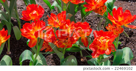 Beautiful red tulips in flowers garden. 22469102