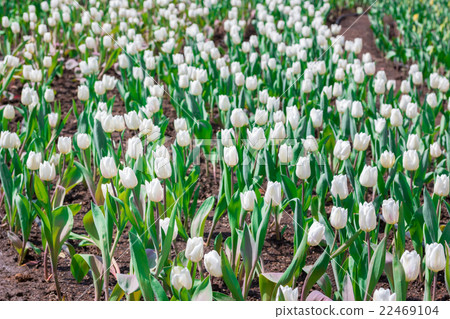 Beautiful white tulips in flowers garden. Beautiful white tulips in flowers garden. 22469104