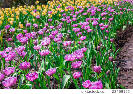 Beautiful purple tulips in flowers garden. Beautiful purple tulips in flowers garden. 22469105