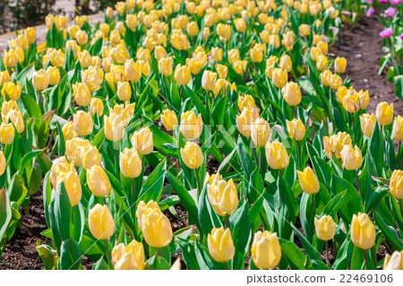Beautiful yellow tulips in flowers garden. Beautiful yellow tulips in flowers garden. 22469106
