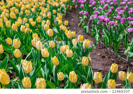 Beautiful yellow tulips in flowers garden. 22469107