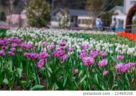 Beautiful purple tulips in flowers garden. 22469108