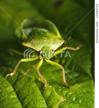 front of wild fly hemiptera Nezara Virdula 22469283