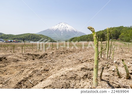 Mt. Yotei and asparagus field 2 22469904