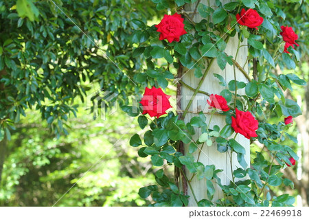 A rose garden in May 22469918