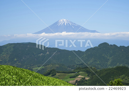 從清水吉原的茶樹看到的富士山 從清水吉原的茶樹看到的富士山 22469923