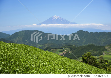 從清水吉原的茶樹看到的富士山 22469924