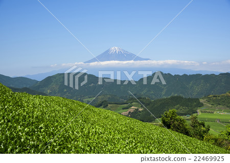 從清水吉原的茶樹看到的富士山 22469925