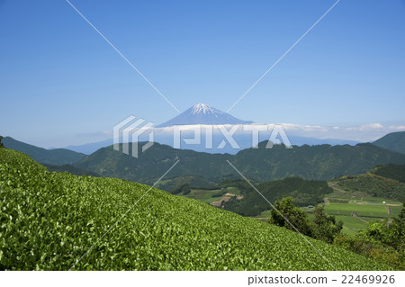 從清水吉原的茶樹看到的富士山 22469926