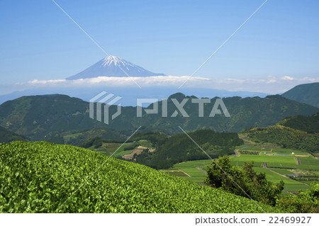 Mt. Fuji seen from the tea plant of Shimizu Yoshiwara 22469927