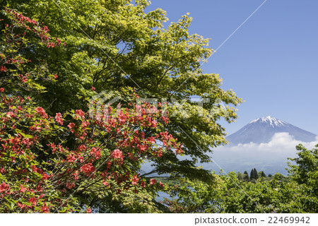 Azalea and Mt. Fuji of Tanuki Lake Azalea and Mt. Fuji of Tanuki Lake 22469942