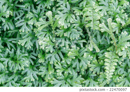 Boston Fern Boston Fern 22470097