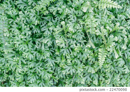 Boston Fern Boston Fern 22470098