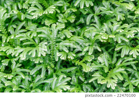 Boston Fern 22470100