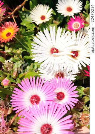 Livingston Daisy. 1 22470254