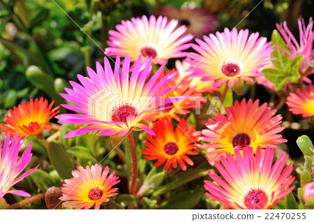 Livingston Daisy. 2 22470255