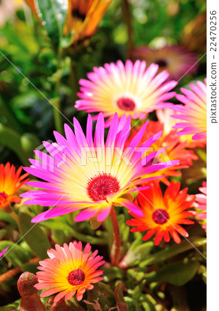 Livingston Daisy. 3 22470256