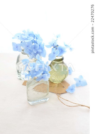 安排繡球花 22470276