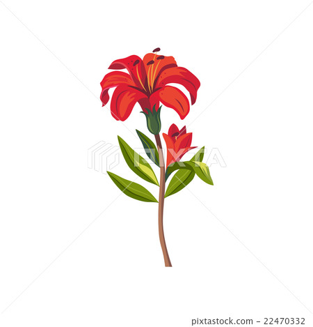 Tiger Lily Hand Drawn Realistic Illustration Tiger Lily Hand Drawn Realistic Illustration 22470332