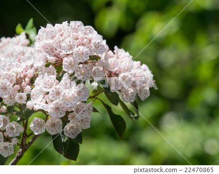 Adorable Carmilla 22470865