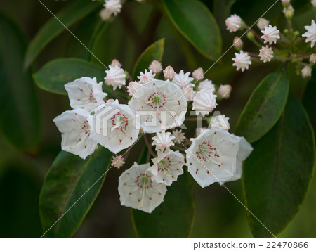 可愛的卡米拉 22470866