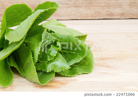 Cos lettuce 22471066