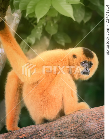 Yellow-cheeked gibbon female, Nomascus gabriellae  22471214