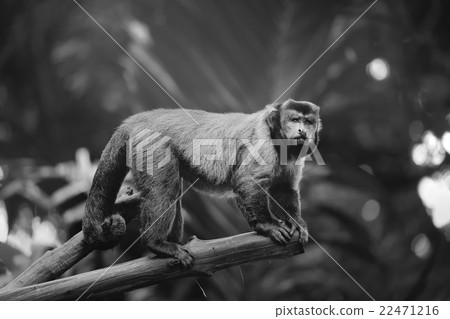 Brown capuchin monkey sitting among the trees Brown capuchin monkey sitting among the trees 22471216