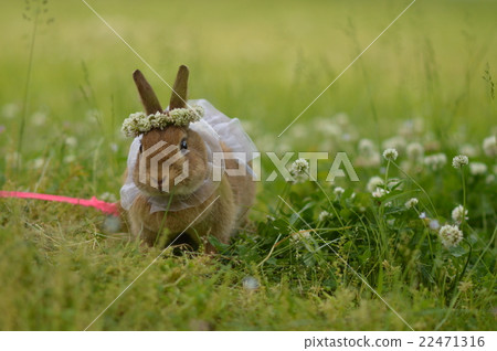 一隻兔子在草坪上散步 22471316