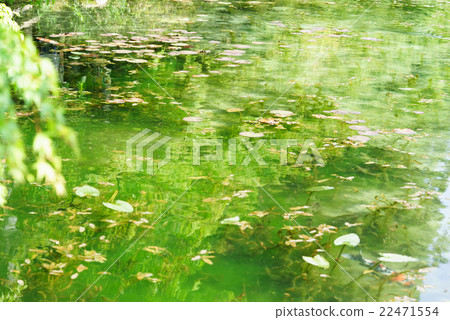 Gifu prefecture Seki Negoya Shrine's transparent pond alias: Monet's pond Gifu prefecture Seki Negoya Shrine's transparent pond alias: Monet's pond 22471554