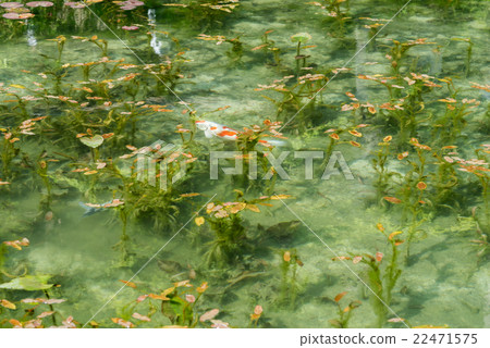 岐阜縣Seki Negoya Shrine的透明池塘別名:莫奈的池塘 岐阜縣Seki Negoya Shrine的透明池塘別名:莫奈的池塘 22471575