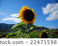 向日葵和天空 22471598