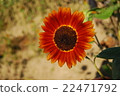 紅色向日葵 22471792