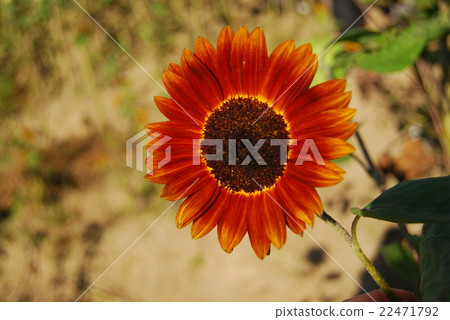 紅色向日葵 22471792