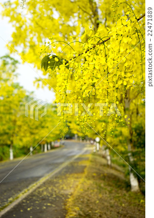 the road full yellow flower ratchaphruek 22471889