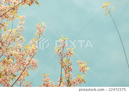 Wild Himalayan Cherry spring blossom Wild Himalayan Cherry spring blossom 22472575