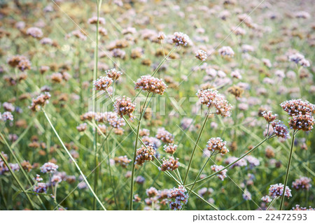 Purpletop Vervain flower blossom in garden Purpletop Vervain flower blossom in garden 22472593