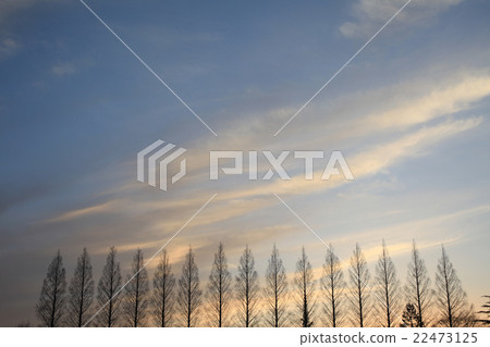 水杉樹的晚上風景 水杉樹的晚上風景 22473125