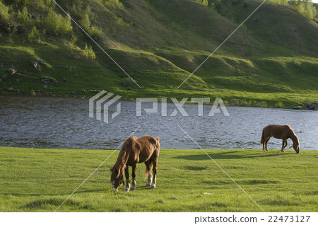 horses grazing near water horses grazing near water 22473127
