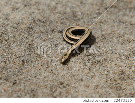 little gold slow worm little gold slow worm 22473130
