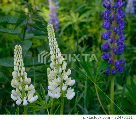 lupine flowers lupine flowers 22473131