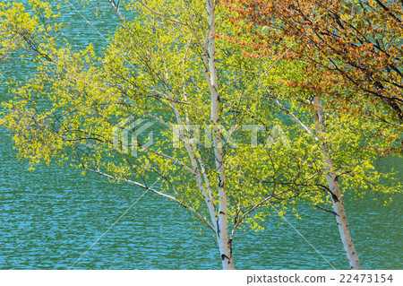 春天的樺樹 22473154