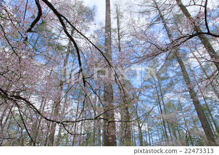 富士櫻花樹 22473313
