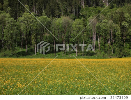Bright yellow meadow full of wildflowers Bright yellow meadow full of wildflowers 22473509
